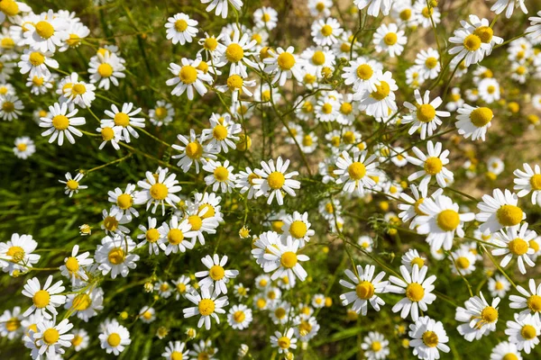 Bloemen Van Kamille Matricaria Chamomilla — Stockfoto