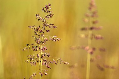 Çimen çiçeğinin yakın plan resmi.