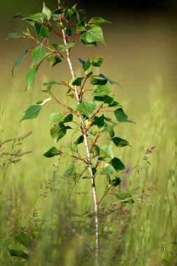 Çayırlarda yetişen siyah kavak ağacı.