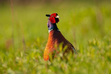 Sülün otların arasında saklanıyor.