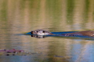 Avrasya su samuru (Lutra lutra) Drava Nehri 'nin durgun sularında yüzmektedir.