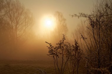 Gün doğarken çayırda buz