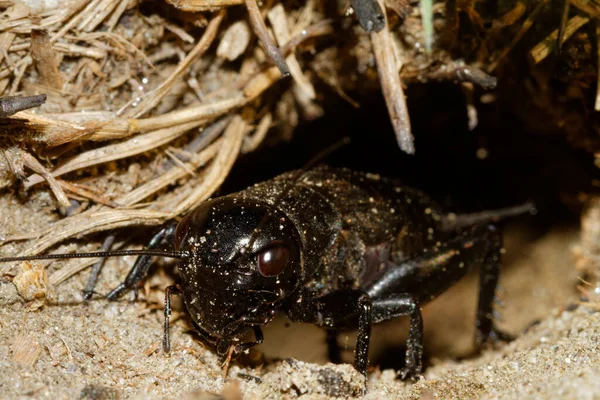 洞穴里的蟋蟀 Gryllus Campestris — 图库照片