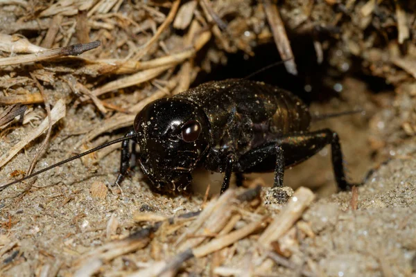 Grillo Gryllus Campestris Madriguera —  Fotos de Stock