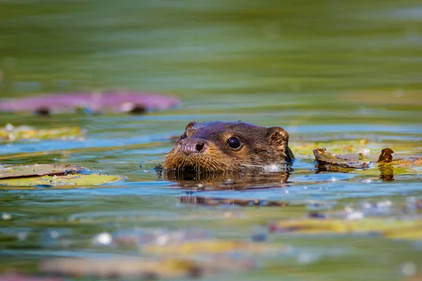 Lontra Eurasiana Lutra Lutra Está Nadando Fundo Rio Drava — Fotografia de Stock