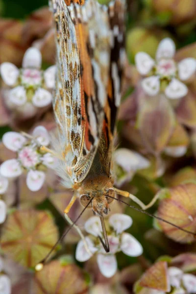 Cynthia Cardui Painted Lady Butterfly Flower Common Milkweed — Stock Photo, Image