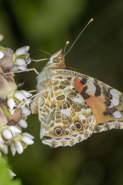 Cynthia Cardui Painted Lady Butterfly Flower Common Milkweed — Stock Photo, Image