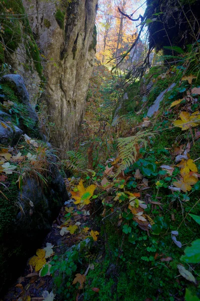 Осень Горах Биеле Хорватии — стоковое фото