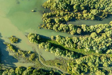 Drava Nehri 'nin taşkın ovasında doğal sel