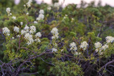 Clematis flammula çiçekleri, genellikle kokulu bakire çardağı olarak bilinir.