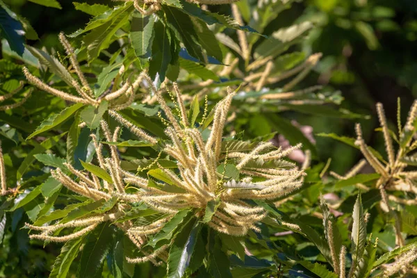 Flowers Castanea Sativa Sweet Chestnut — Stock Photo, Image