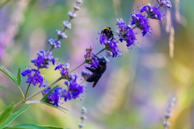 Xylocopa violacea, Vitex agnus-castus 'un çiçeklerindeki menekşe marangoz arısı, ayrıca vitex olarak da bilinir, saf ağaç.