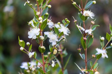 Myrtus Communis 'in çiçekleri, mersin ya da gerçek mersin.