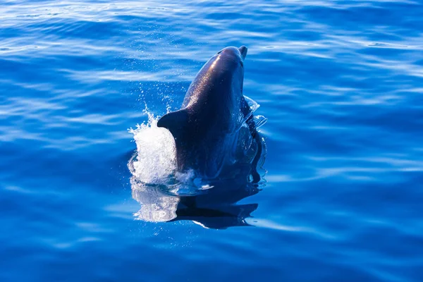 Common Bottlenose Dolphin Surfacing Adriatic Sea Croatia — Stock Photo, Image