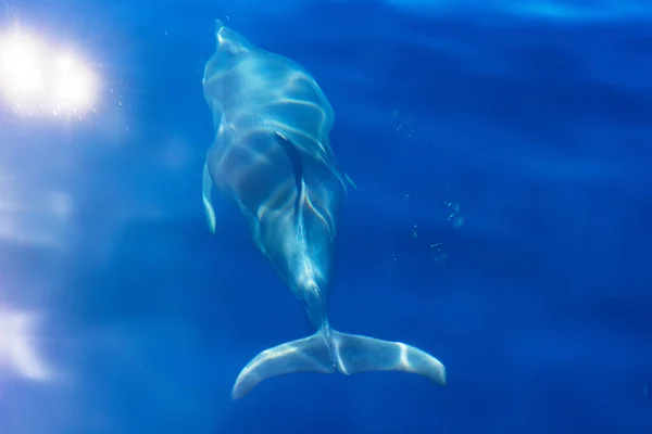 Delfín Mular Común Que Emerge Mar Adriático Croacia —  Fotos de Stock