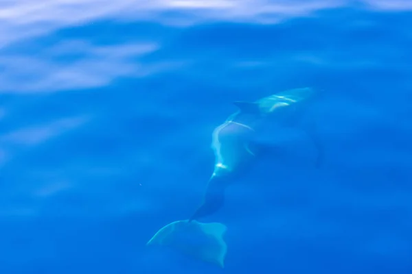 Umumnya Lumba Lumba Hidung Botol Muncul Laut Adriatik Kroasia — Stok Foto