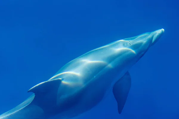 Common Bottlenose Dolphin Surfacing Adriatic Sea Croatia — Stock Photo, Image