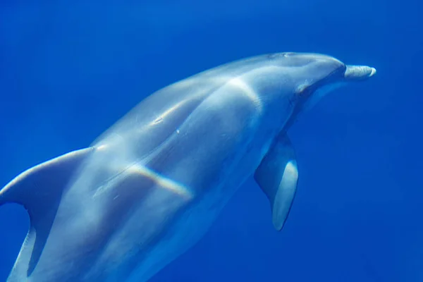 Common Bottlenose Dolphin Surfacing Adriatic Sea Croatia — Stock Photo, Image
