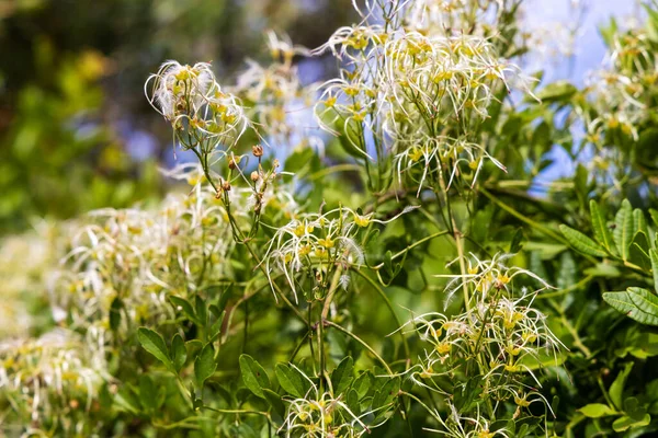 Flowers Fruits Clematis Flammula Commonly Called Fragrant Virgin Bower — Zdjęcie stockowe