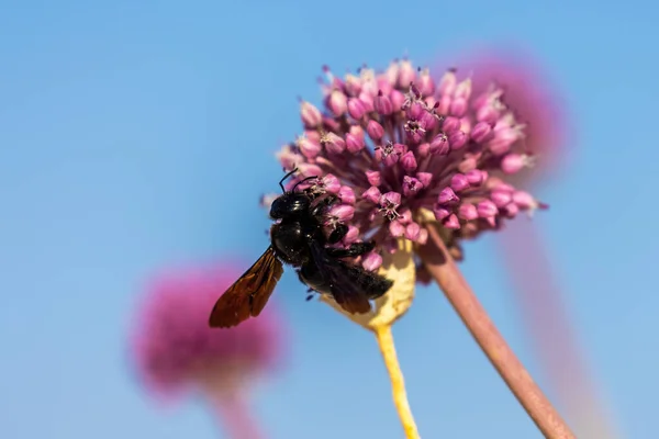 Xylocopa Violacea Violet Carpenter Bee Onion Plant — Stock Photo, Image