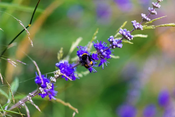 Flowers Vitex Agnus Castus Also Called Vitex Chaste Tree — Stock Photo, Image