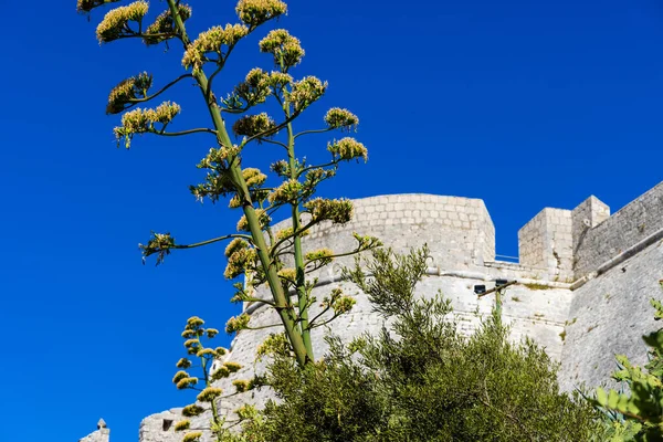 Fortica Fornborg Hvar Stad Hvar Kroatien — Stockfoto