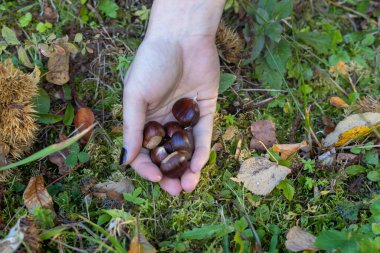 Ormanda Taze Toplanmış Kestaneler Elde Tutuluyor