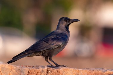 Colombo, Sri Lanka 'da taş bir duvara tünemiş Karga Hanedanı (Corvus ihtişamı)