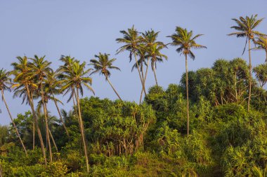 Tropikal Kıyı Bitkileri ve Sıcak Öğleden Sonra Işığında Palmiye Ağaçları, Sri Lanka