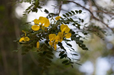Yala Ulusal Parkı, Sri Lanka 'daki Sarı Tanner Çiçekleri (Senna auriculata) ağacı