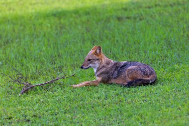 Sri Lankalı Çakal (Canis aureus naria), Yala Ulusal Parkı, Sri Lanka