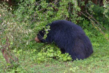 Sri Lanka Tembel Ayısı (Melursus ursinus inornatus) Yala Ulusal Parkı, Sri Lanka