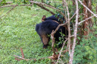 Sri Lanka Tembel Ayısı (Melursus ursinus inornatus) Yala Ulusal Parkı, Sri Lanka