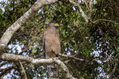 Yala Ulusal Parkı, Sri Lanka 'daki Ağaç Dalına Tepeli Yılan Kartalı (Spilornis cheela)