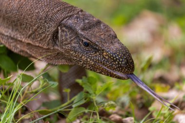 Yala Ulusal Parkı, Sri Lanka 'da Bengal İzleyici Kertenkelesi (Varanus bengalensis)