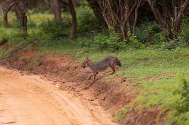 Sri Lankalı Çakal (Canis aureus naria), Yala Ulusal Parkı, Sri Lanka