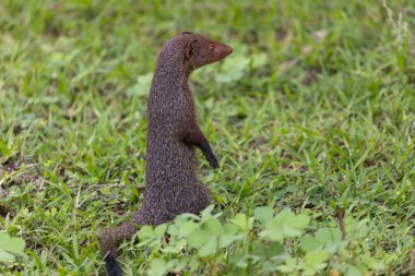 Ruddy Mongoose (Herpestes smithii) Yala Ulusal Parkı, Sri Lanka