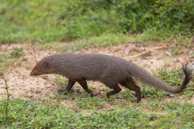 Ruddy Mongoose (Herpestes smithii) Yala Ulusal Parkı, Sri Lanka
