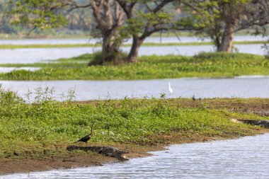 Hırsız Timsah Tissamaharama, Sri Lanka yakınlarındaki Wetlands 'ta Su Kuşu ile Nehir Kıyısı' nda Dinleniyor