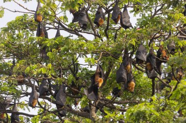 Hint Uçan Tilki Yarasaları (Pteropus medius) Ağaçlardaki Büyük Kolonide Tüneme, Tissamaharama, Sri Lanka