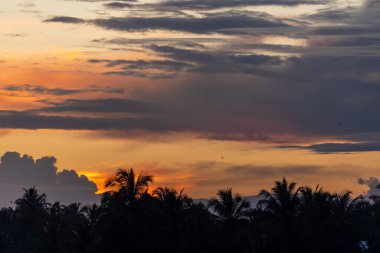 Sri Lanka 'daki Dusk' ta Palmiye Ağacı Siluetleri