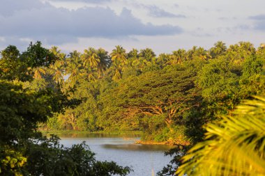 Altın Saatteki Palmiye Ağaçlarıyla çevrili Tropik Göl, Tissamaharama, Sri Lanka