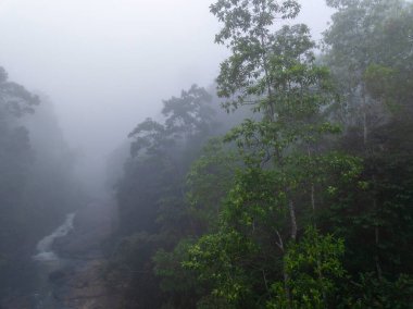 Sabah Sisi, Sinharaja, Sri Lanka 'da Bereketli Tropikal Yağmur Ormanlarının Hava Görüntüsü