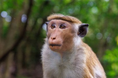 Toque Macaque 'ın Portresi (Macaca sinica), Sri Lanka' nın Endemik Maymunu
