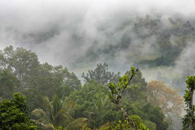 Sri Lanka tepelerindeki Puslu Tropikal Orman