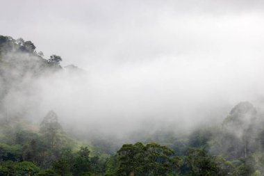 Sri Lanka tepelerindeki Puslu Tropikal Orman
