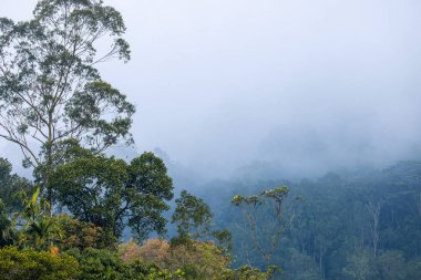 Sri Lanka tepelerindeki Puslu Tropikal Orman