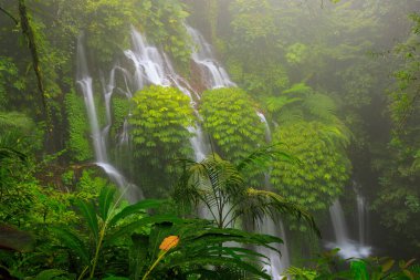 Banyu Wana Amertha Şelalesi Sis, Bali, Endonezya 'daki gür tropik ormanlarda akıyor.