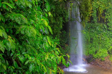 Banyu Wana Amertha Şelalesi Lush Tropikal Ormanı, Bali, Endonezya