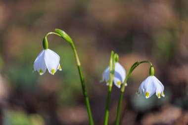 Hırvatistan 'ın Ormanında Bahar Kar Tanesi (Leucojum vernum) Çiçek Açıyor